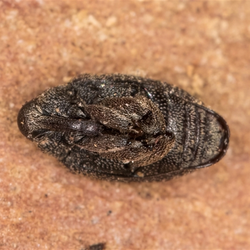 Melanterius maculatus