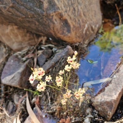 Utricularia fulva