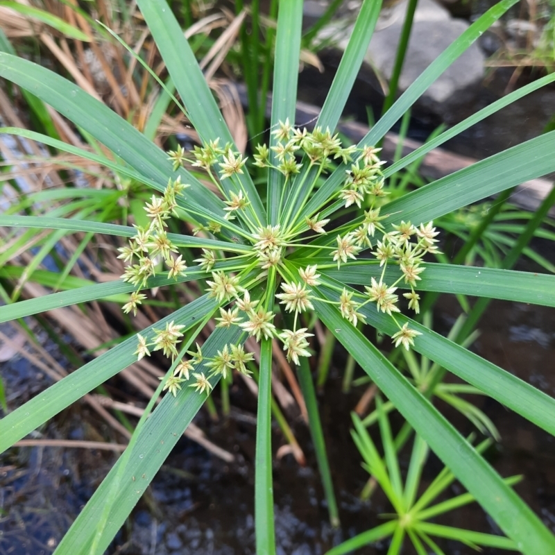 Cyperus alterniflorus