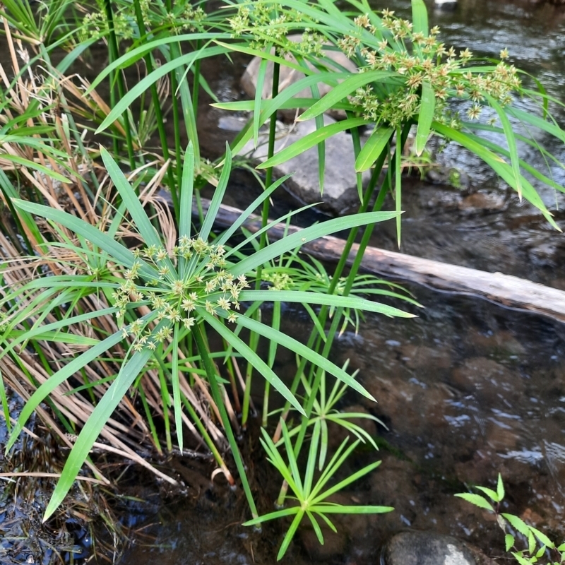 Cyperus alterniflorus