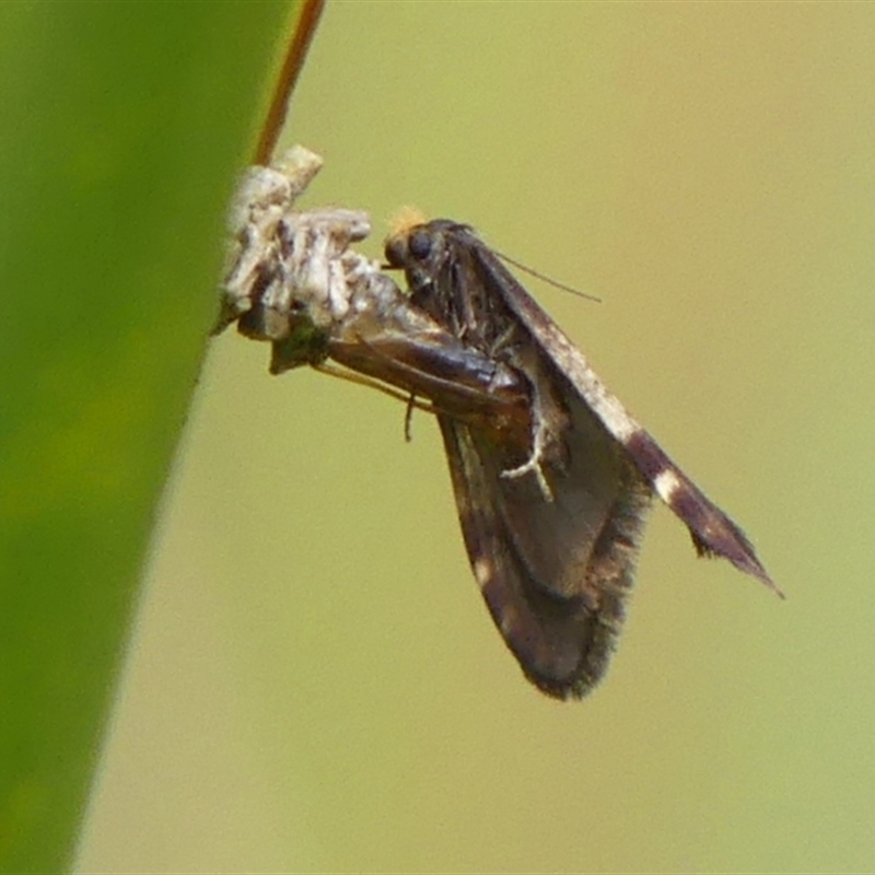 Lepidoscia lainodes