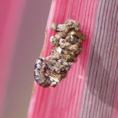 Psychidae - IMMATURE larvae