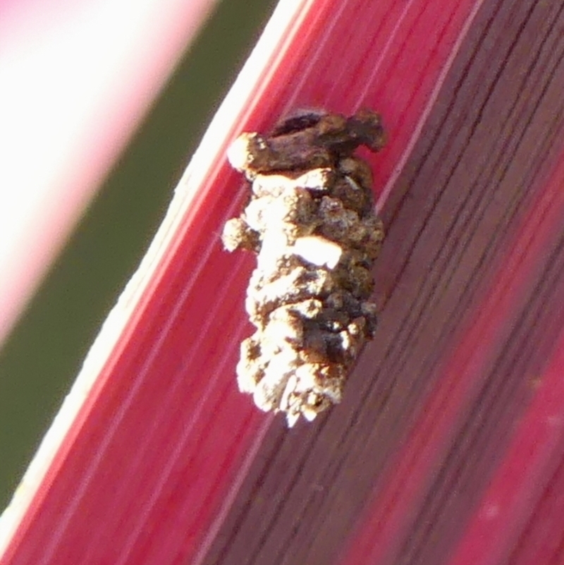 Psychidae - IMMATURE larvae