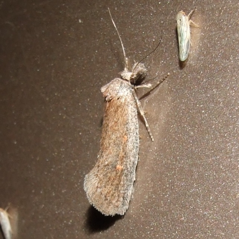 Pachybela sp