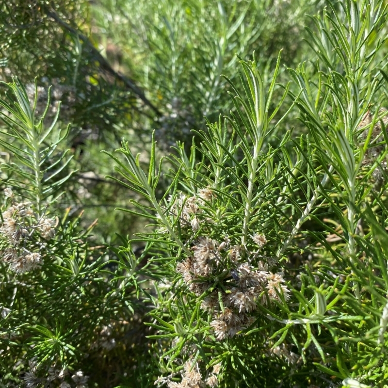 Cassinia laevis subsp. rosmarinifolia