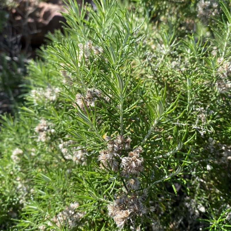 Cassinia laevis subsp. rosmarinifolia