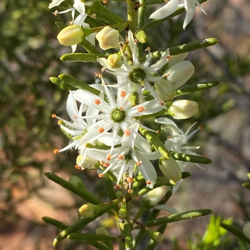 Philotheca linearis