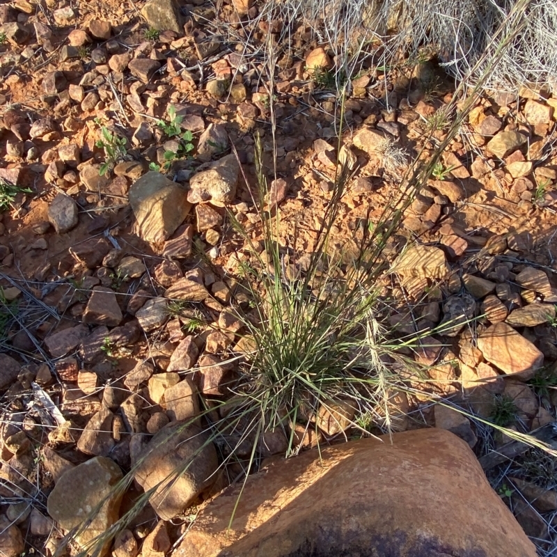 Aristida jerichoensis var. jerichoensis