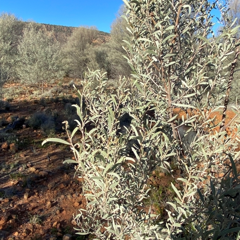 Acacia aneura var. aneura