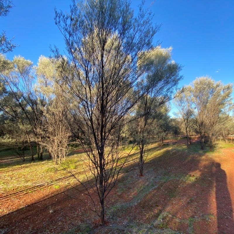 Acacia aneura var. aneura