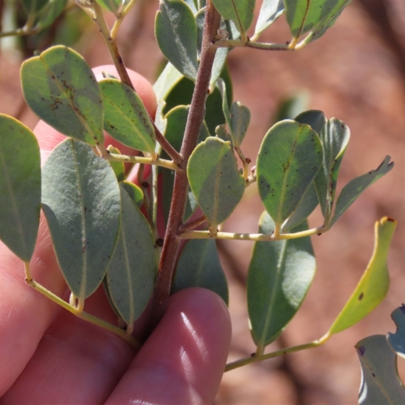 Senna artemisioides subsp. oligophylla