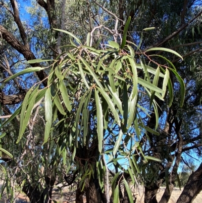 Atalaya hemiglauca