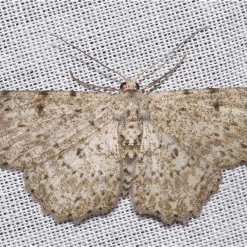 Catoria hemiprosopa