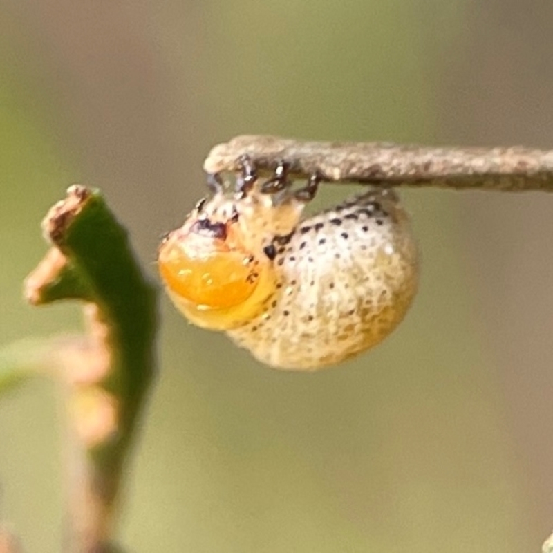 Larvae