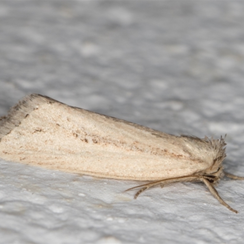 Leucania melanopasta