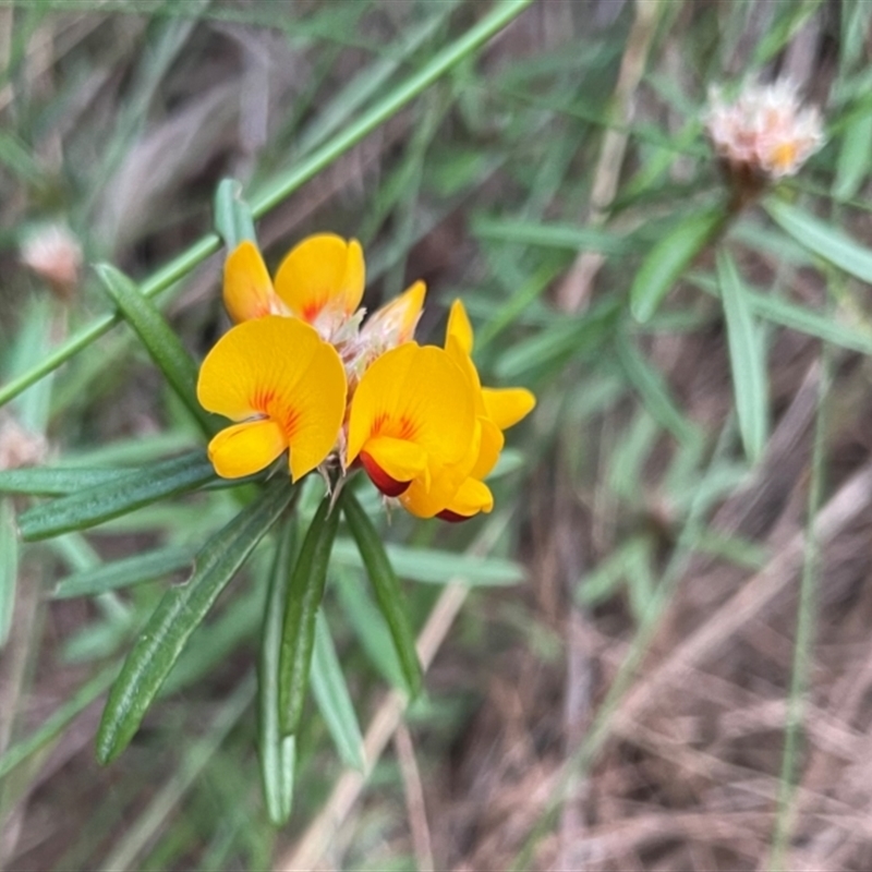 Pultenaea petiolaris