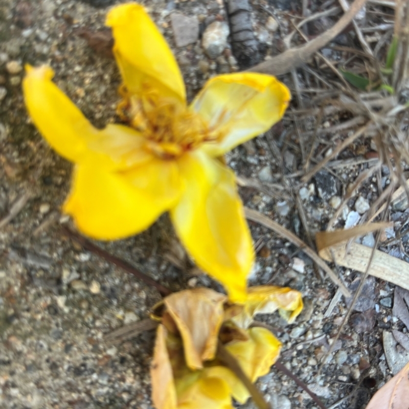 Cochlospermum gillivraei