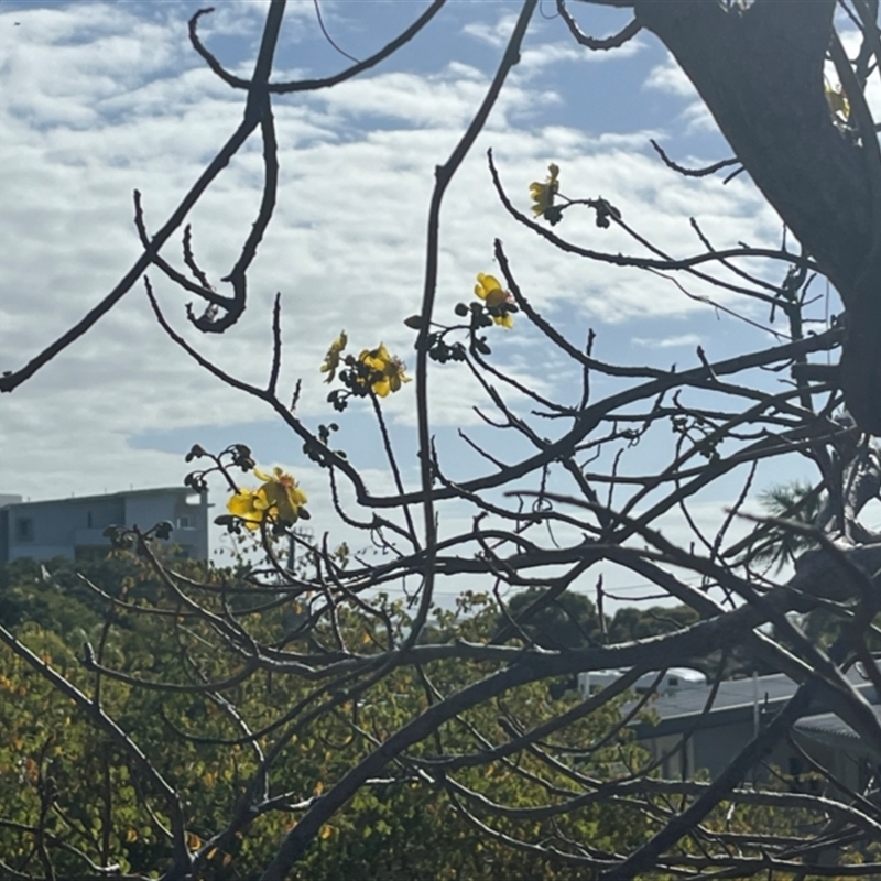 Cochlospermum gillivraei