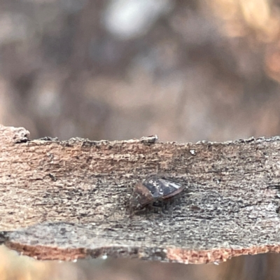 Eurynysius meschioides