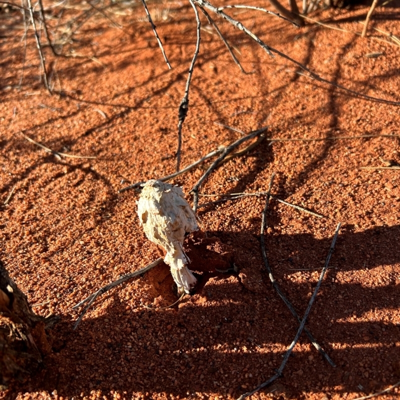 Podaxis pistillaris