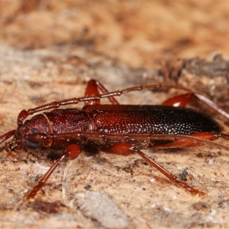 Callidiopis praecox