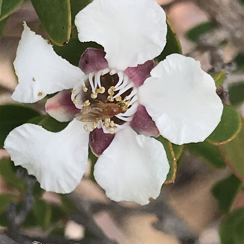 Leptospermum grandiflorum