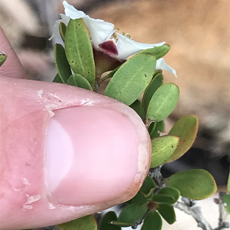 Leptospermum grandiflorum