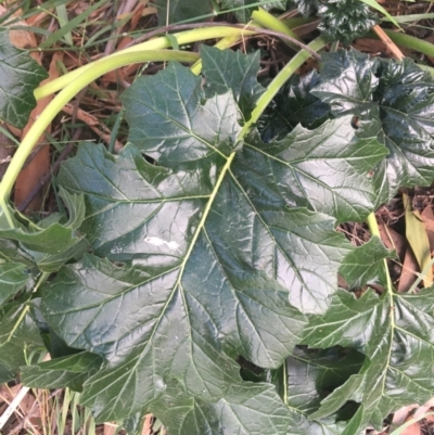 Acanthus mollis