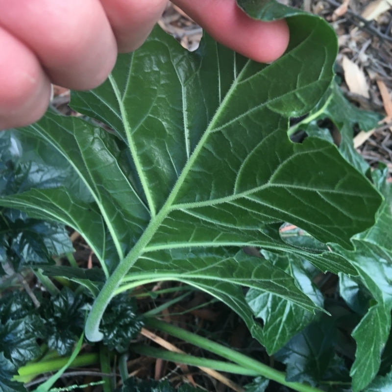 Acanthus mollis