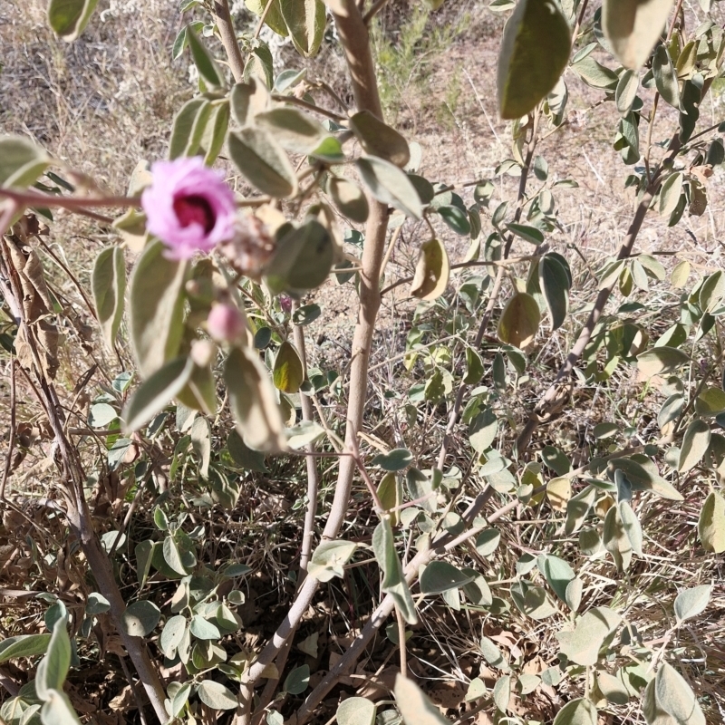 Gossypium australe