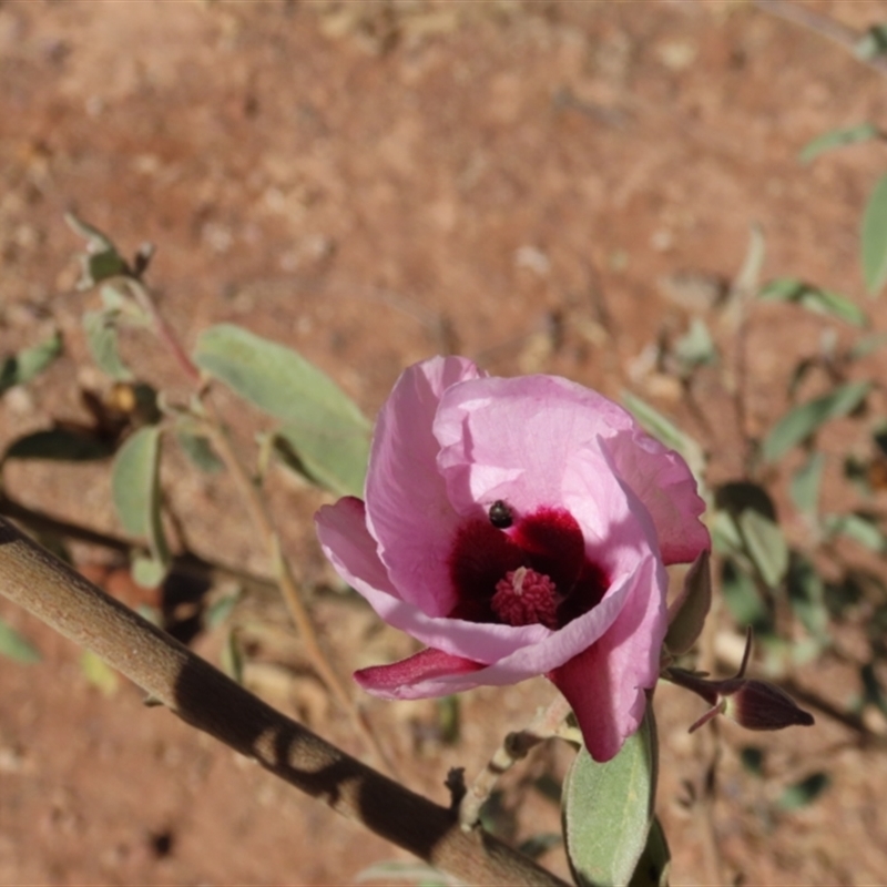 Gossypium australe