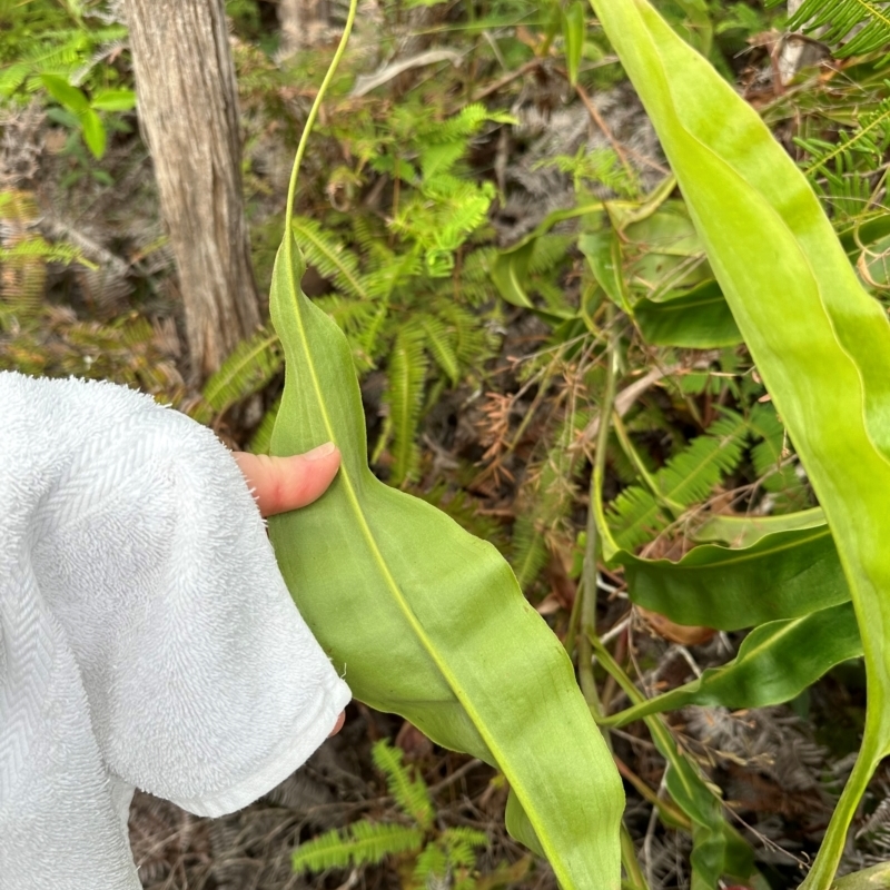 Nepenthes mirabilis