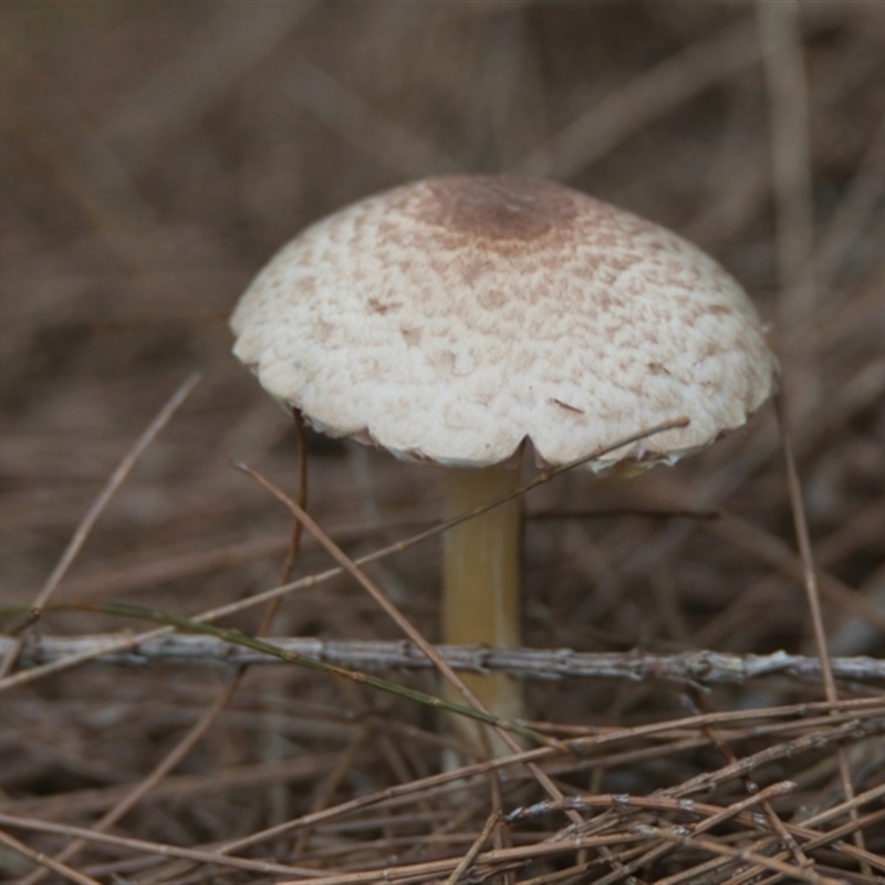 Chlorophyllum/Macrolepiota sp.