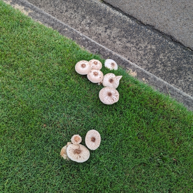 Chlorophyllum/Macrolepiota sp.