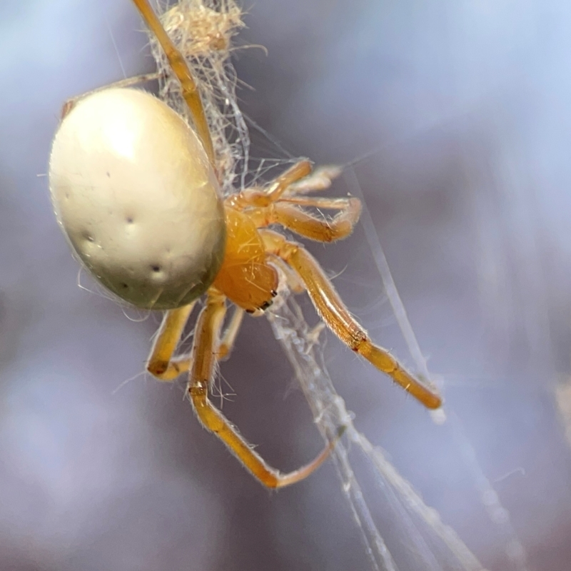 Deliochus idoneus