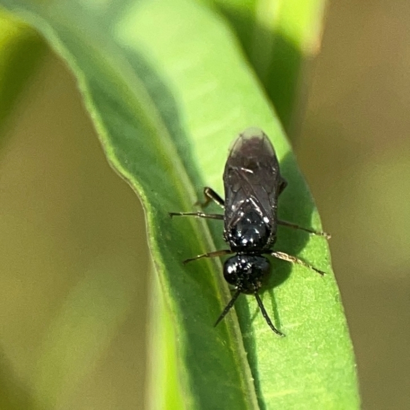 Tenthredinidae sp. (family)