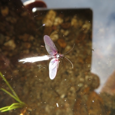 Callipappus australis