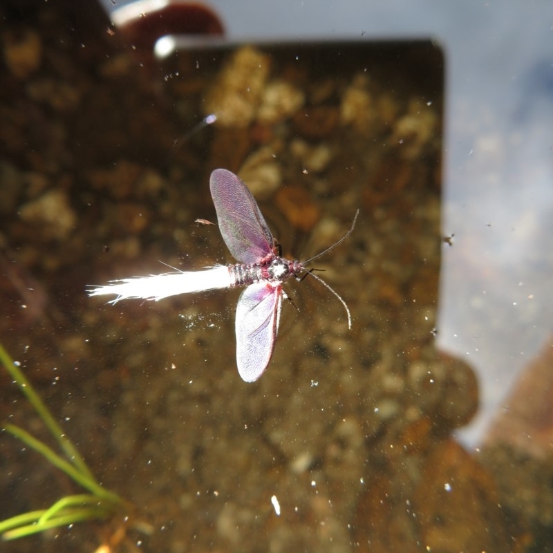 Callipappus australis