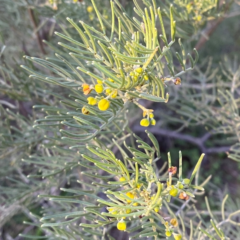 Senna artemisioides subsp. x artemisioides