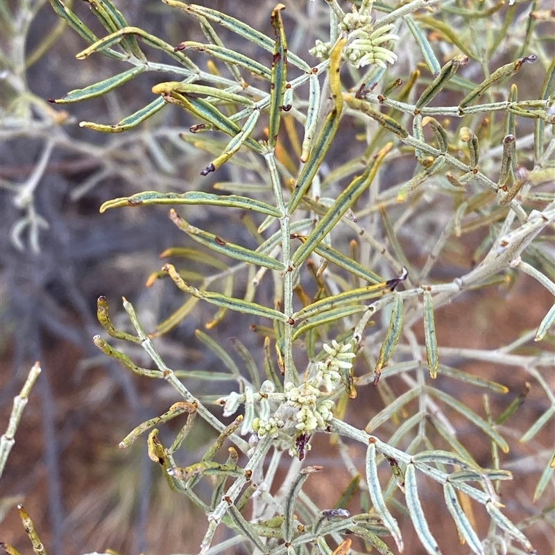 Senna artemisioides subsp. x artemisioides