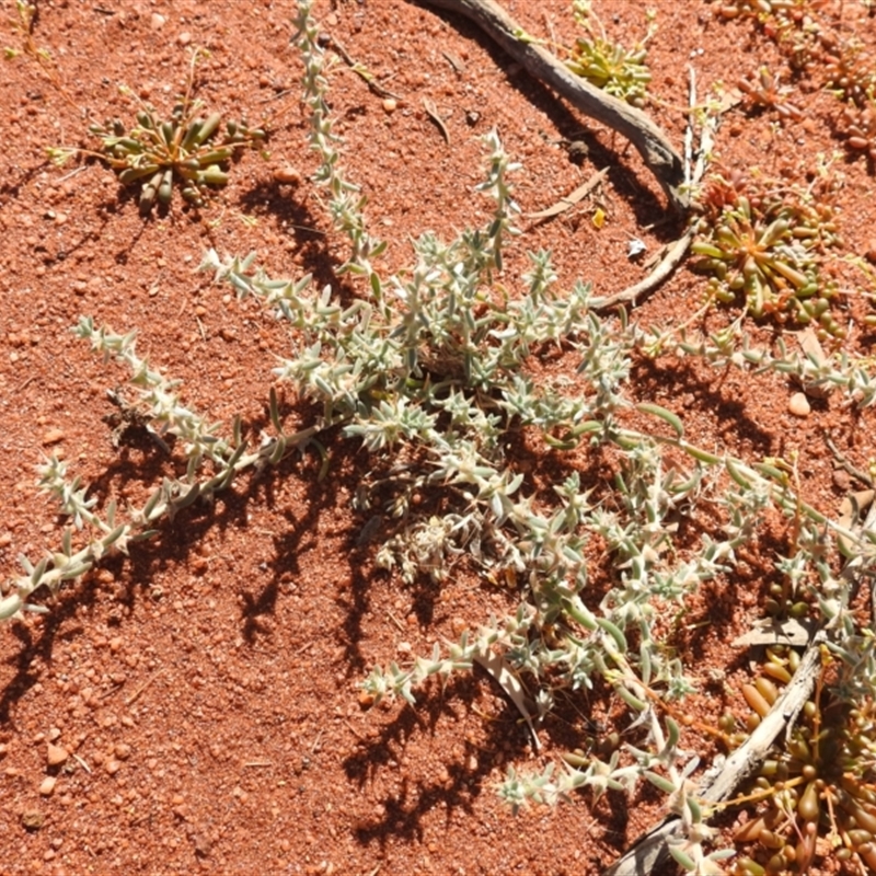 Sclerolaena cornishiana