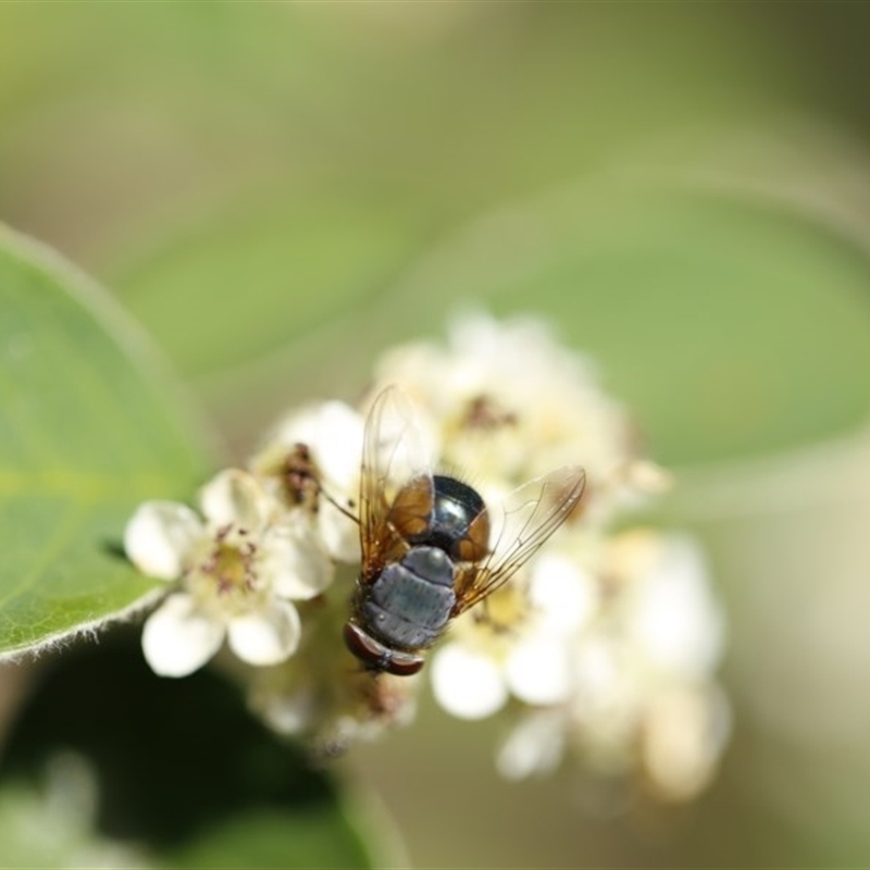 Calliphora augur