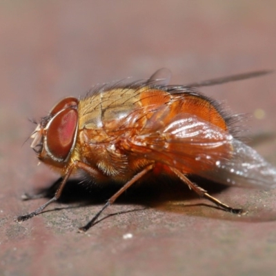 Calliphora ochracea