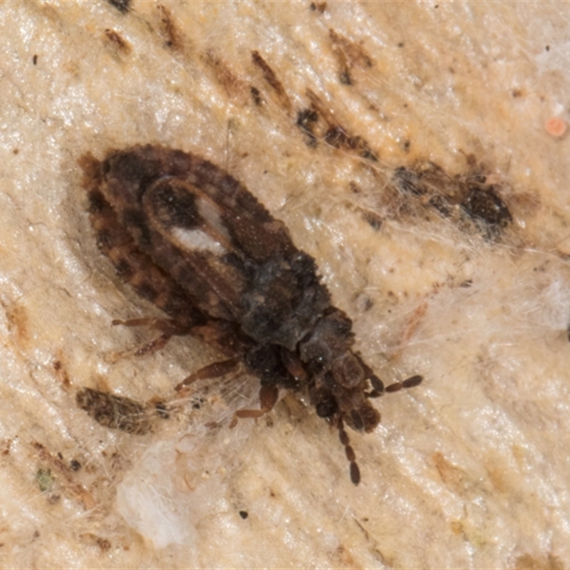 Calisius sp. (genus)