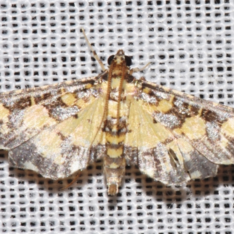 Eurrhyparodes bracteolalis