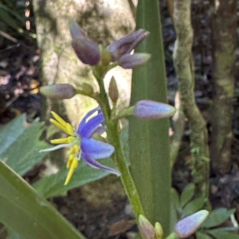 Dianella caerulea var. vannata