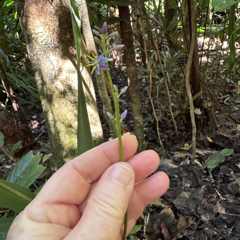 Dianella caerulea var. vannata