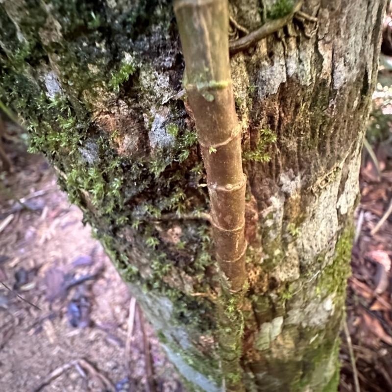 Freycinetia excelsa