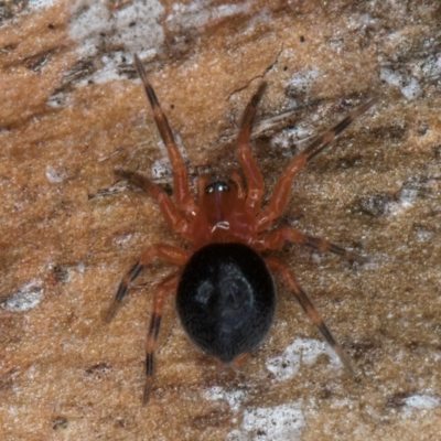 Scotospilus sp. (genus)