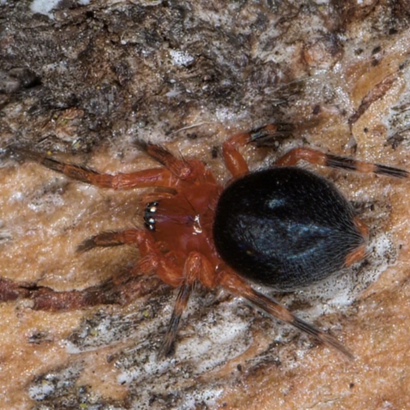 Scotospilus sp. (genus)